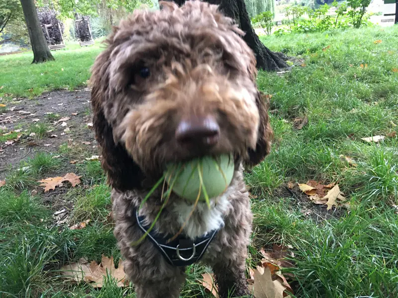 Der Lieblingsball mit Beilage
