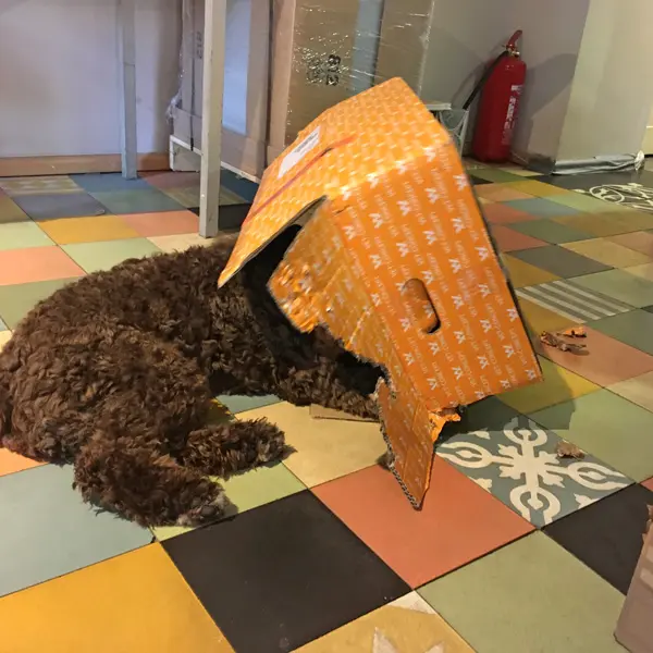 Braver Hund hilft beim Karton zerkleinern