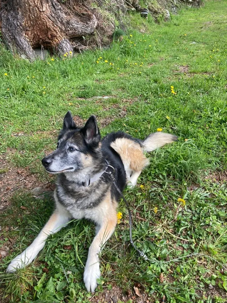 Andachtsbild von Desi F.