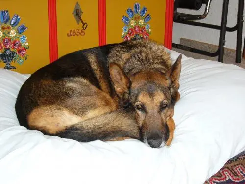 Image from Falco