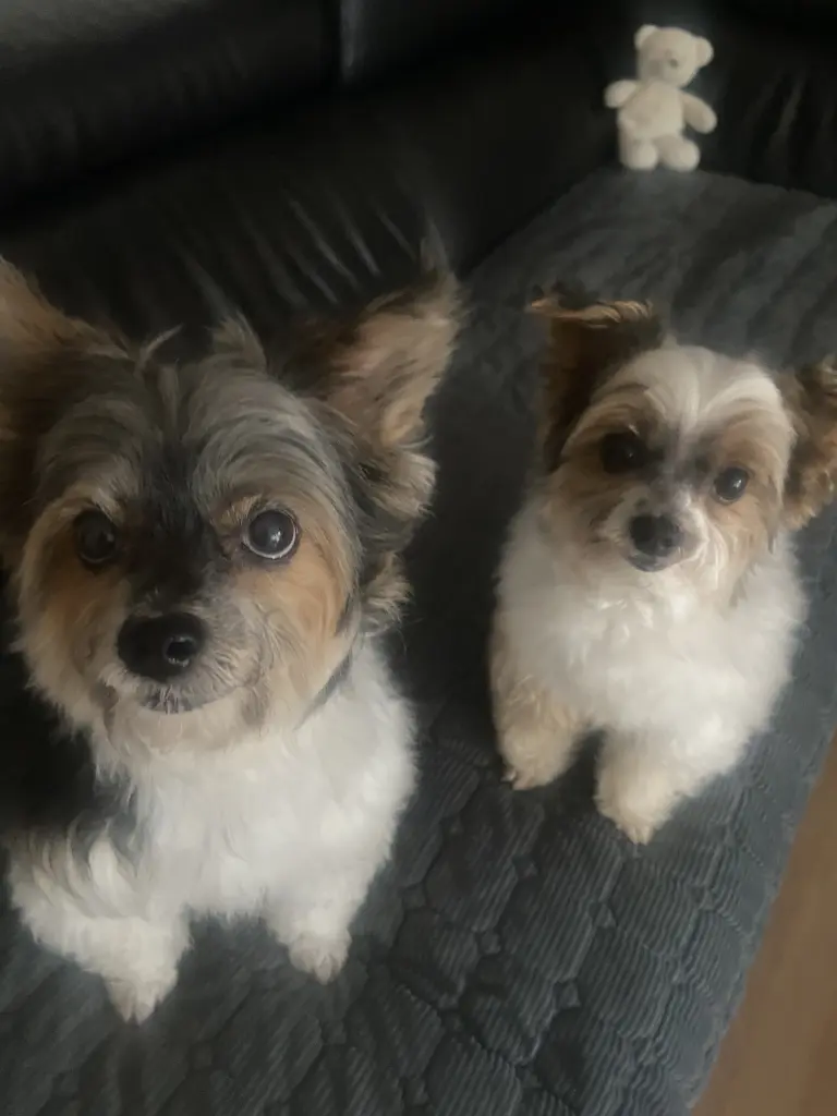 Andachtsbild von Ute