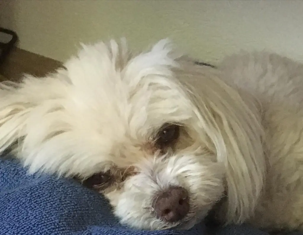 Andachtsbild von Anna-Marie Rusch