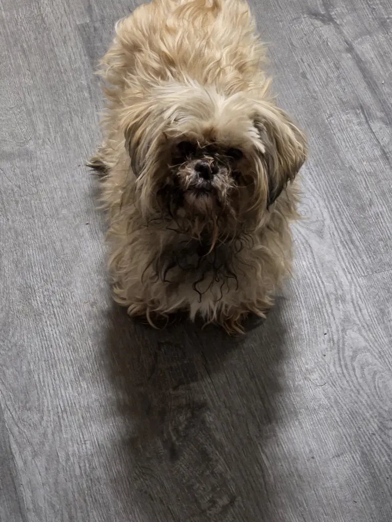 Der letzte Tag- du warst eine Kämpferin ♥️