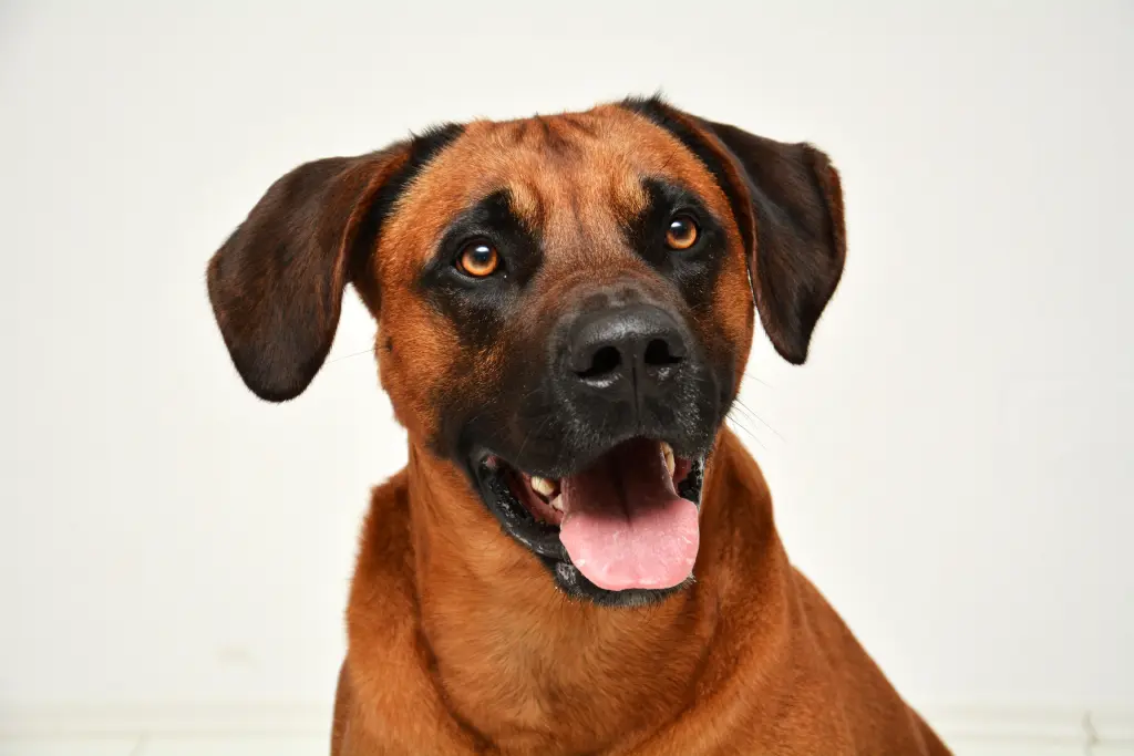 Bild von Herr Schröder