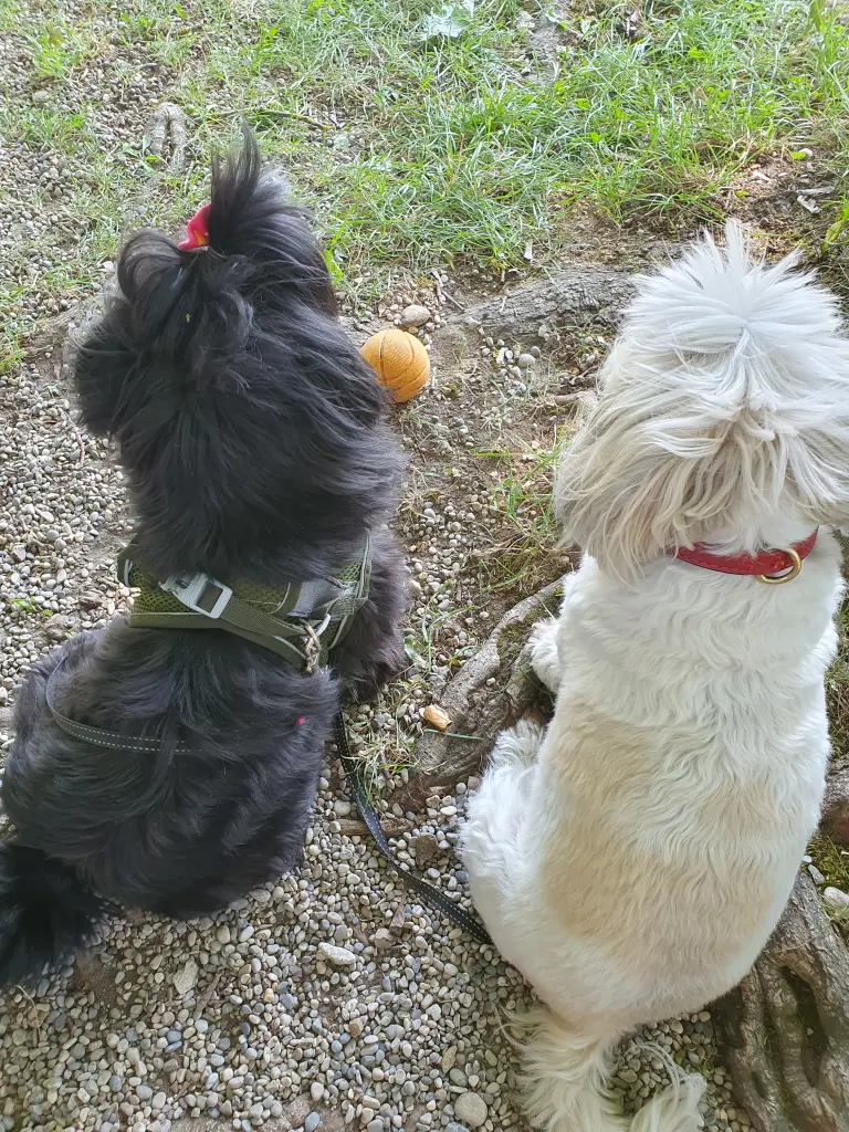 Condolence image of Frauchen