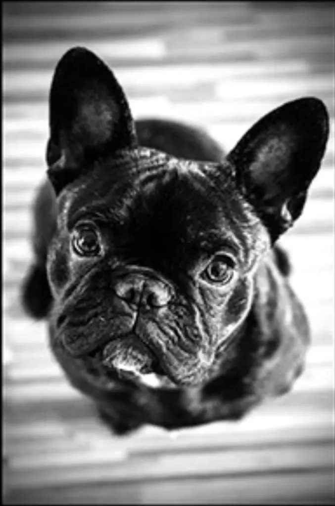 Image from Oskar