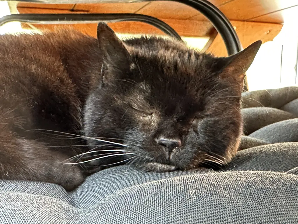 Dein geliebtes Nachmittags-Schläfchen