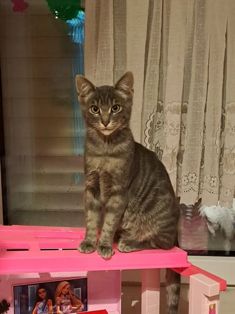 So eine Hübsche liebe volle Katze 
Nala