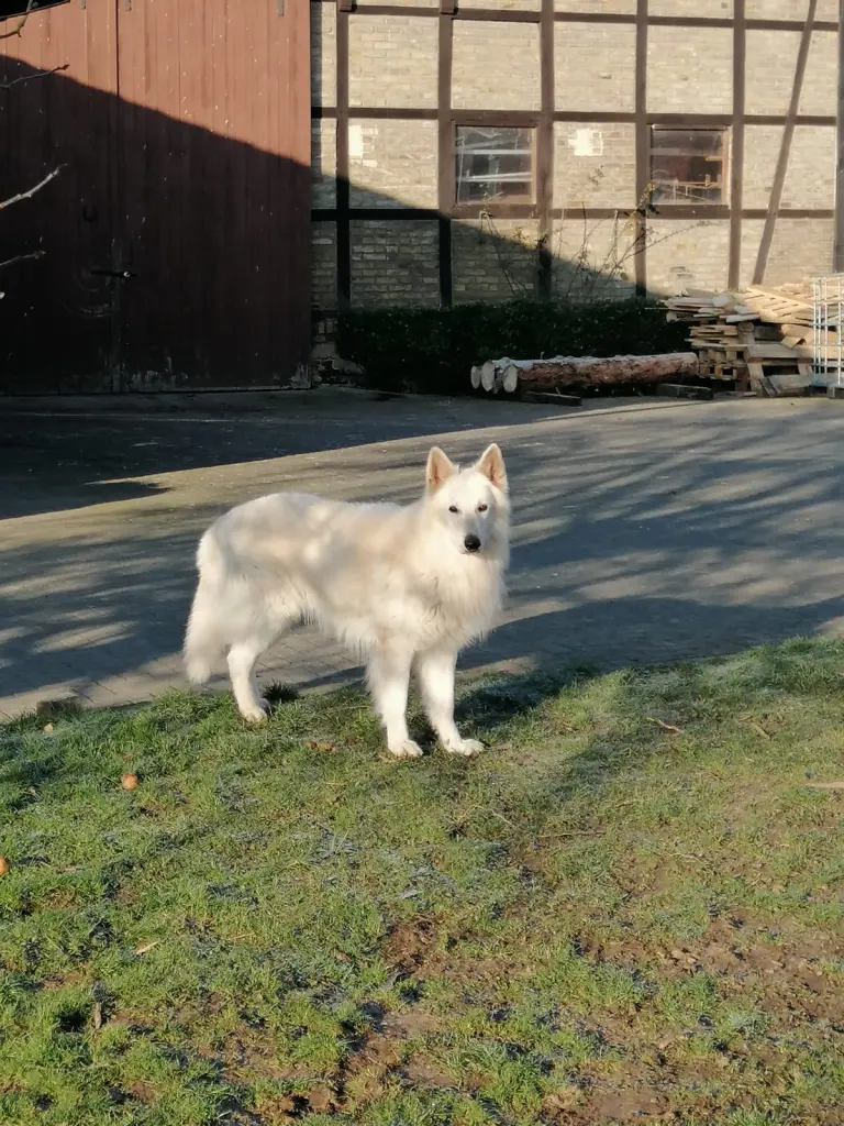 Image from Codiak