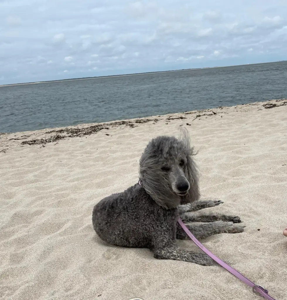 Bild von Grace Kelly