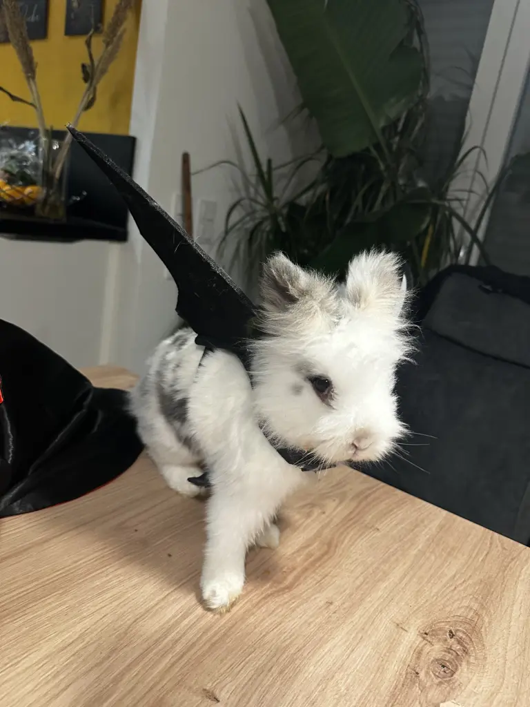 Andachtsbild von Yvonne