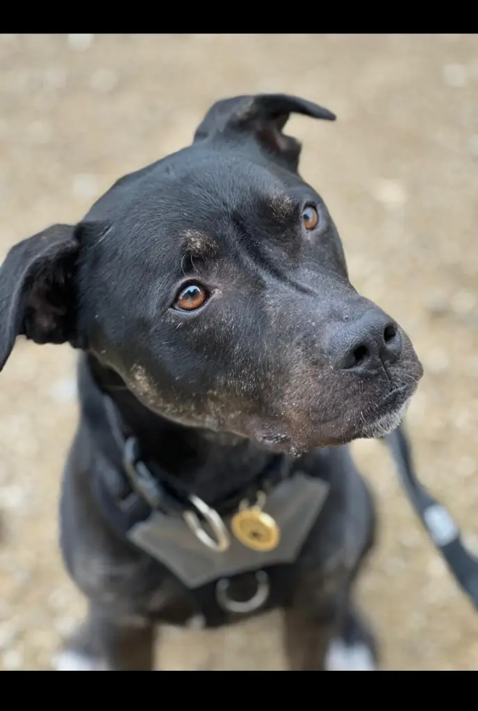 Andachtsbild von Stefanie