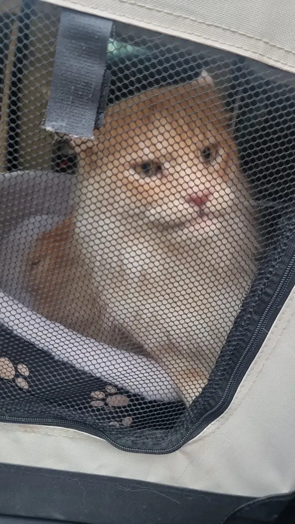 Image from Garfield