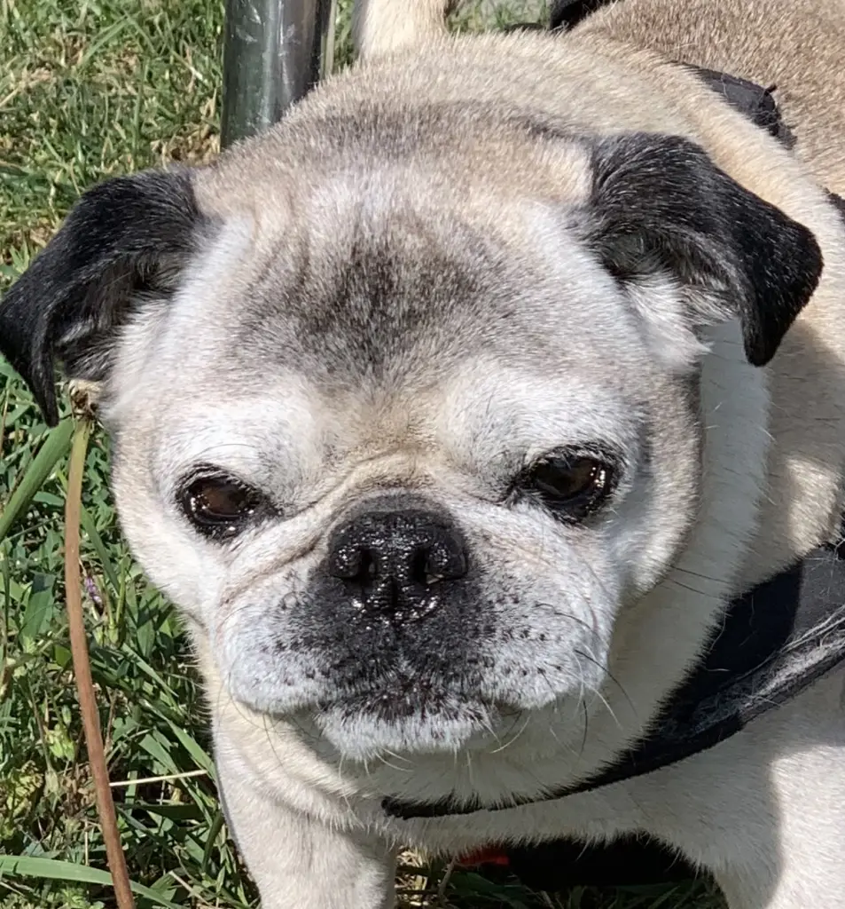 Oscar uns alterchen…