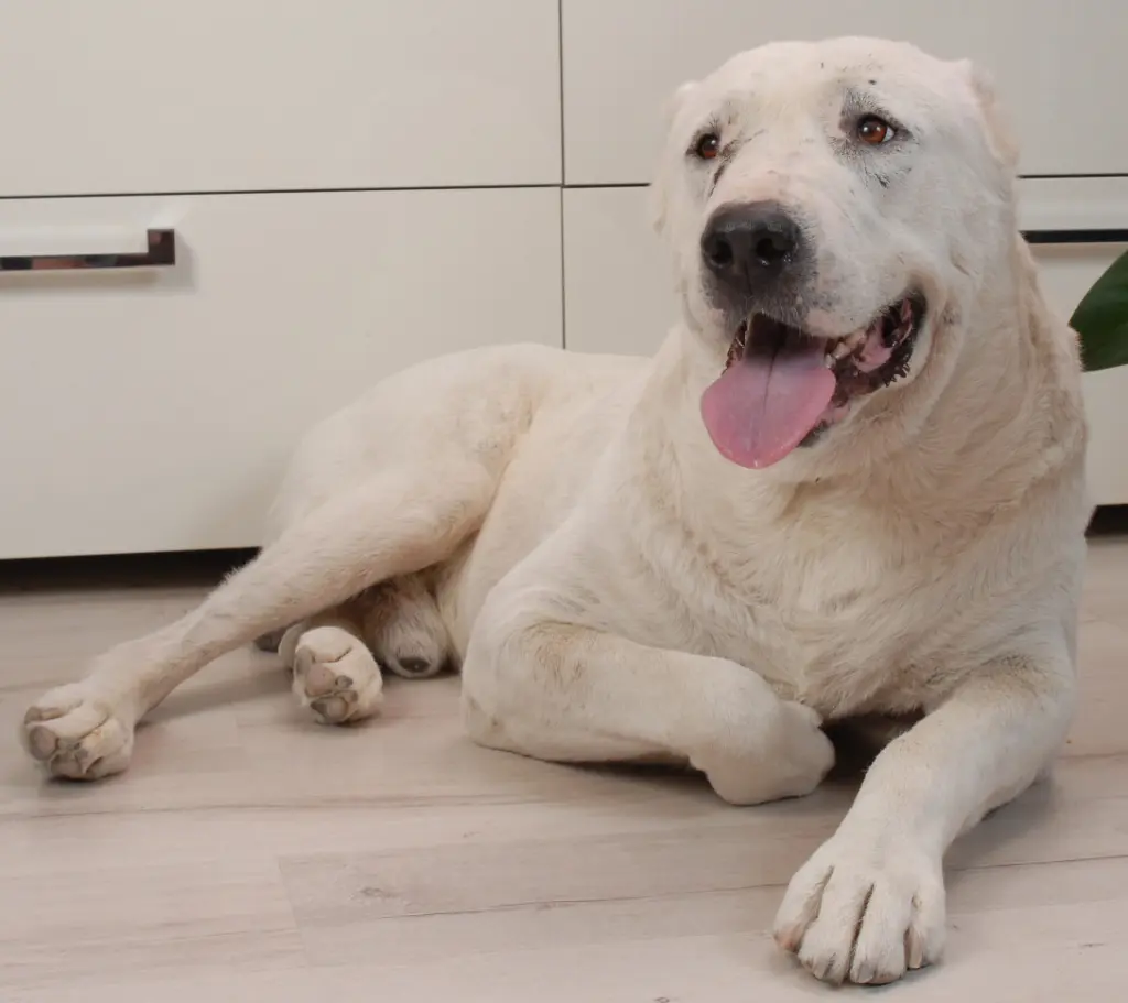 Andachtsbild von Olena Yanovska