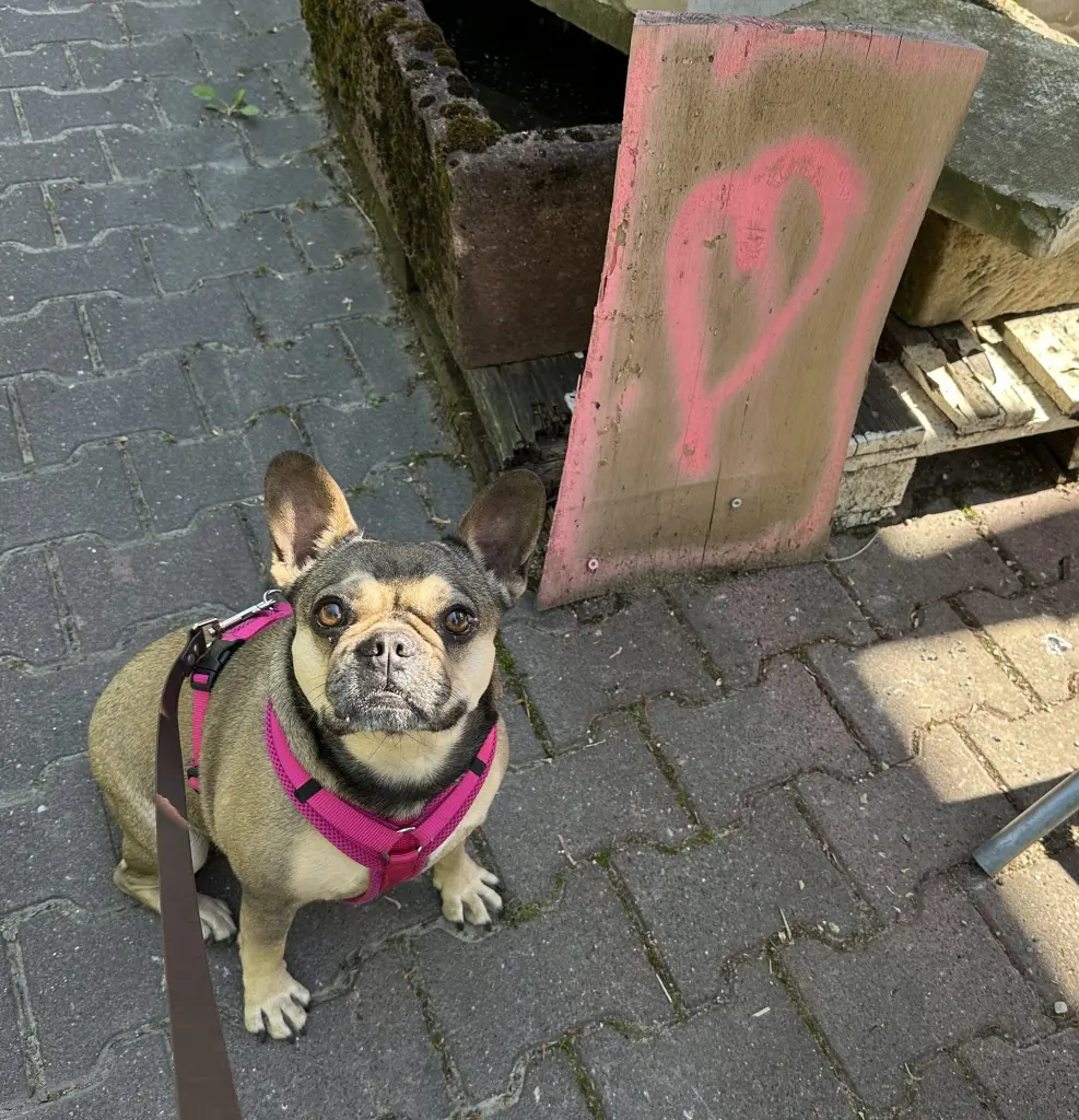 Image from Frida
