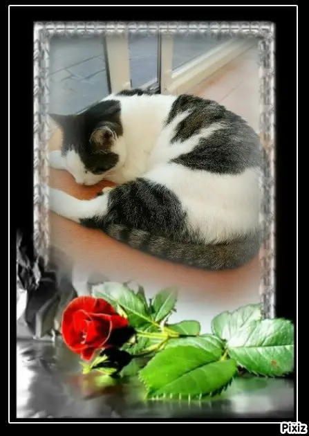 Andachtsbild von Tanja mit Timmy im 💘🐈🐾