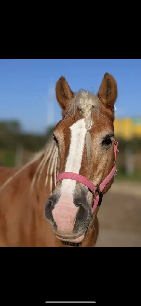 Bild von Fresie Sonnenschein