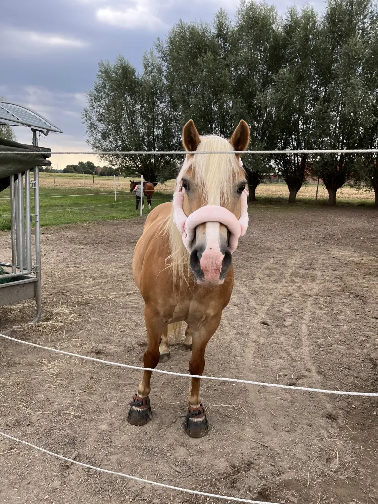 Bild von Fresie Sonnenschein