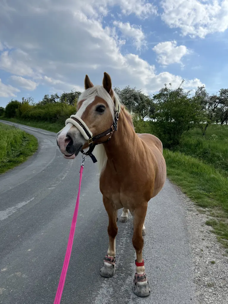 Bild von Fresie Sonnenschein