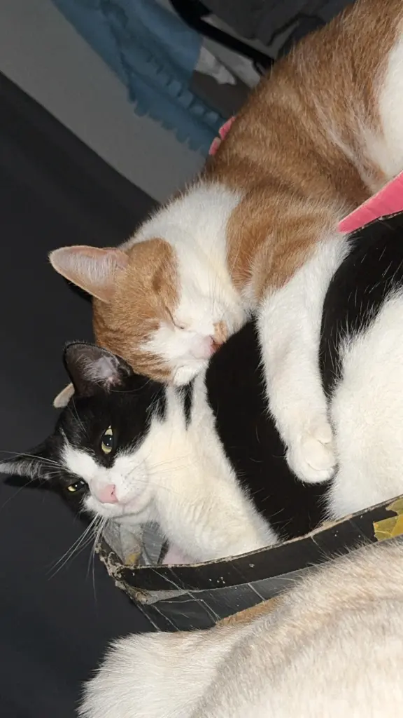 Hexe und du. Ein Herz und eine Seele