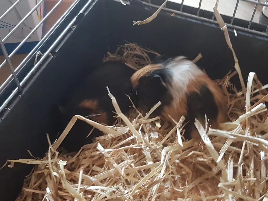 Du und Flag als Babys.