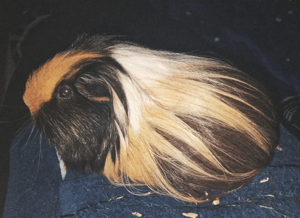 Dein Fell war immer so schön. Genauso wie deine Seele.