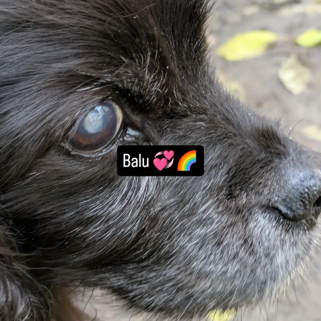 Bild von Balu