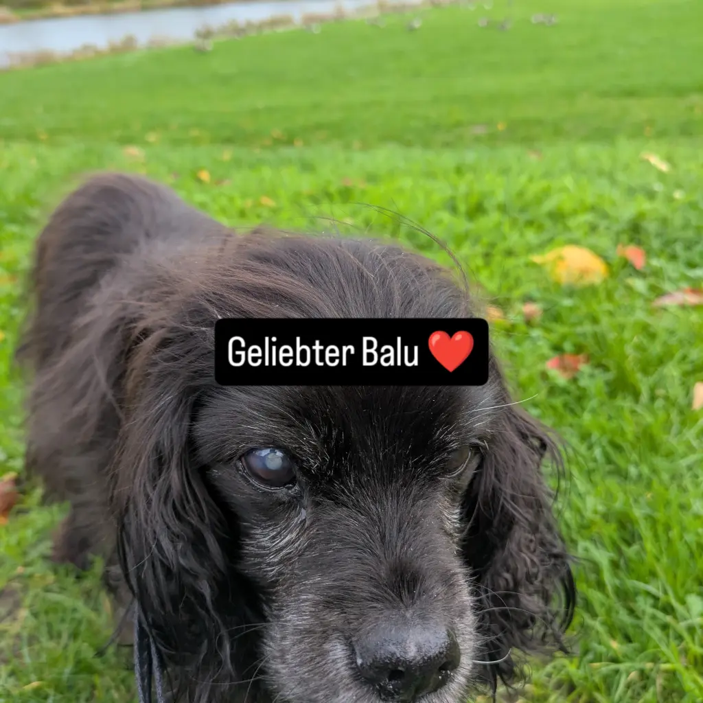 Deine letzte große Runde