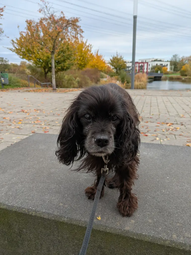 Dein letzter Spaziergang am See. Leider hast du deine Rentner nicht mehr gesehen