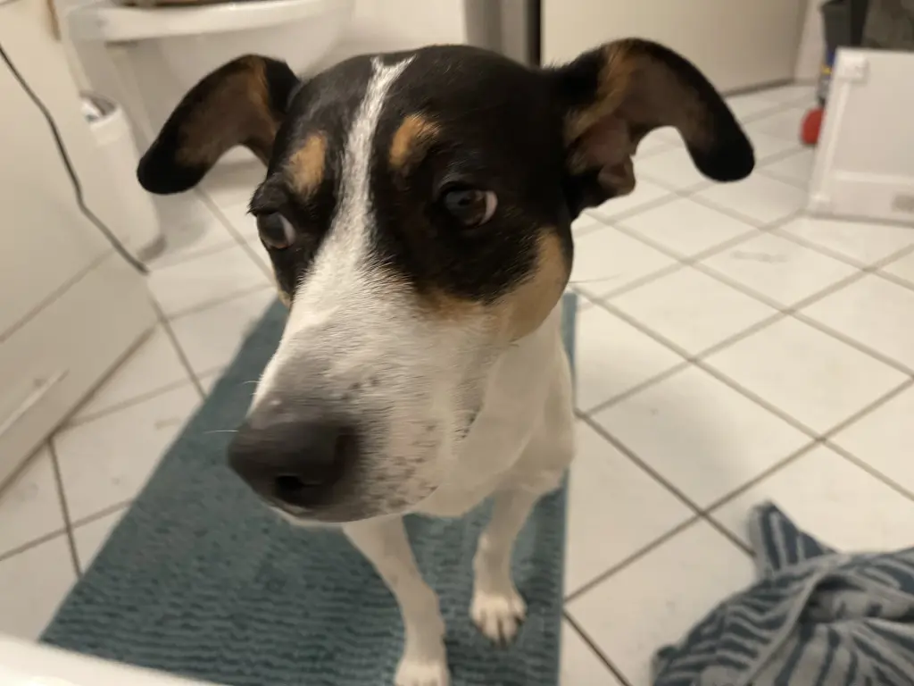 Andachtsbild von Iris