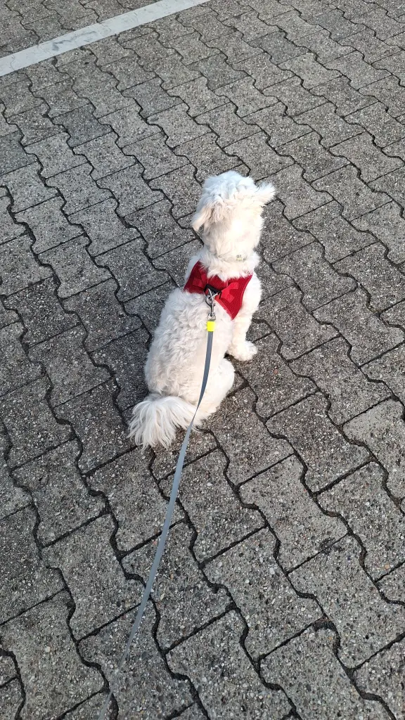 Andachtsbild von Vanessa Broszio