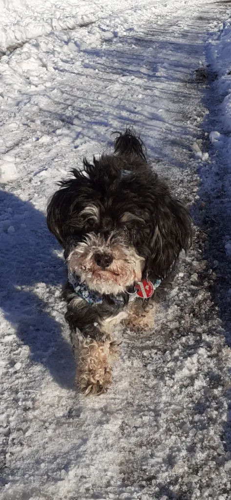 Andachtsbild von Silvie