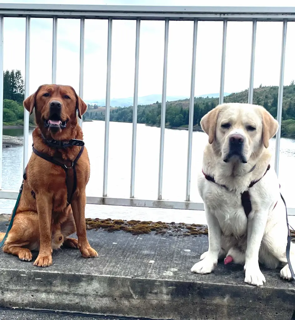 Andachtsbild von Mona und Lucky