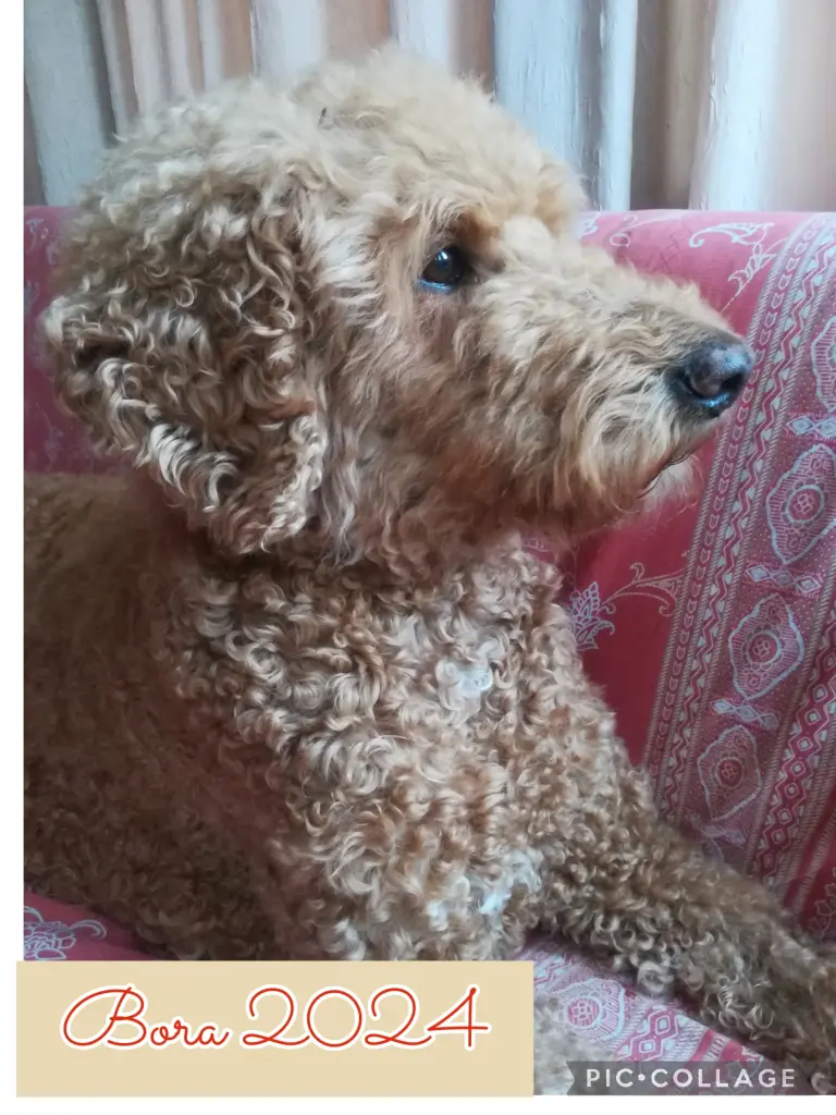 Andachtsbild von Barbara