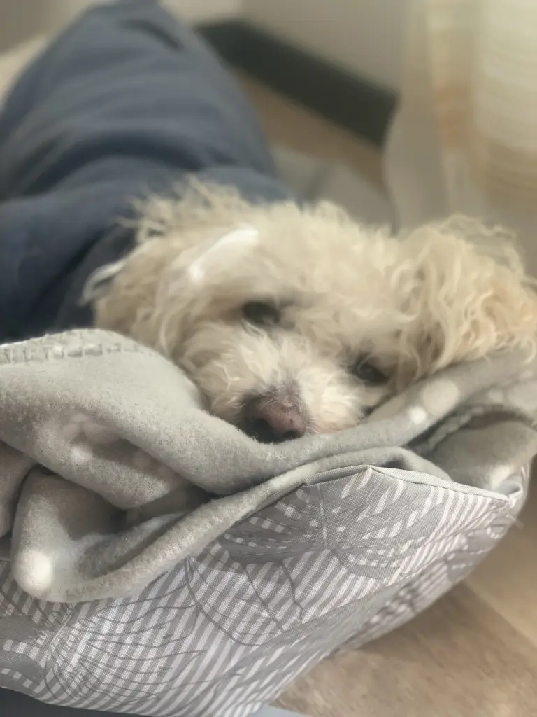 Andachtsbild von Christian