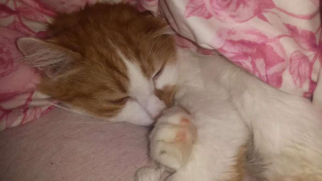 Andachtsbild von Jessi