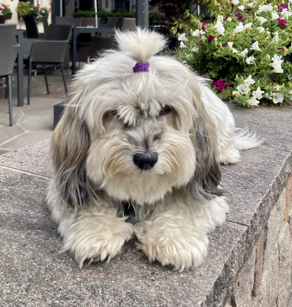 Image from Cookie