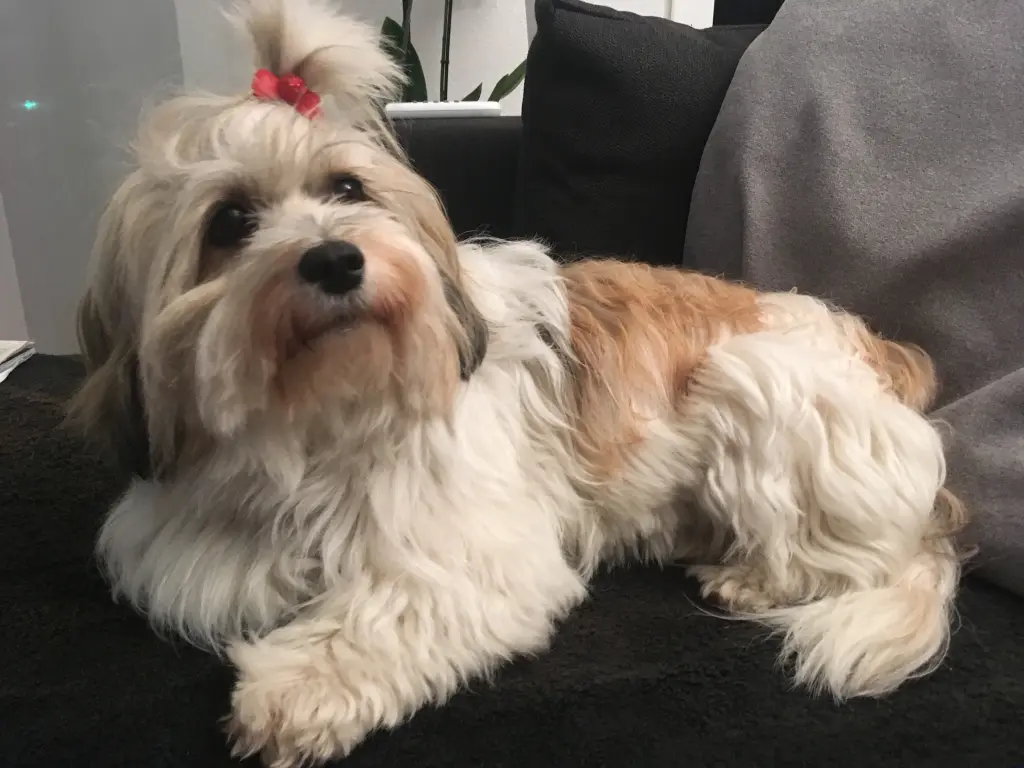 Image from Cookie