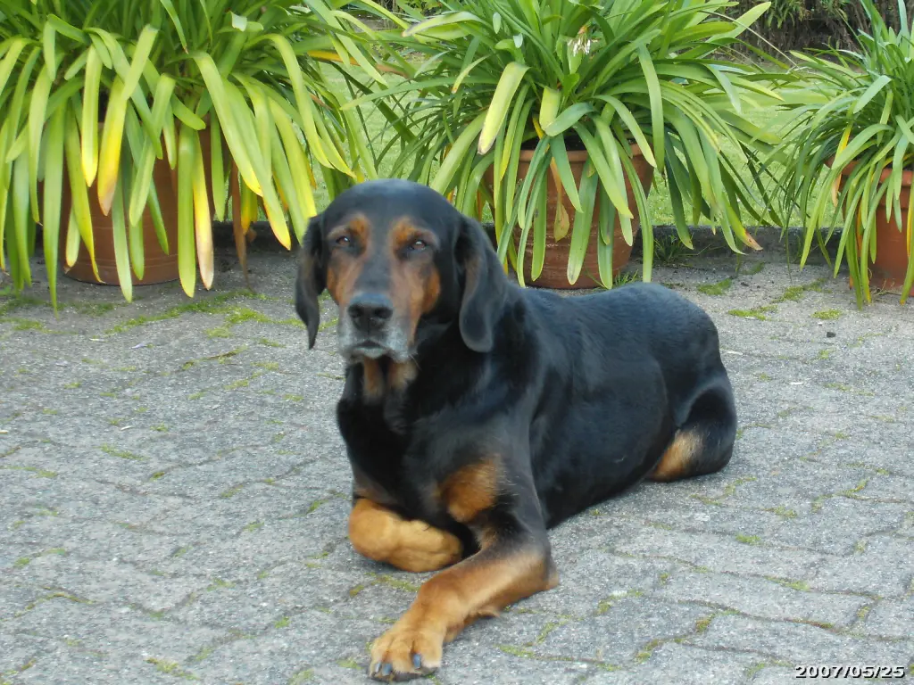 Condolence image of Helmut mit Benny im Herzen