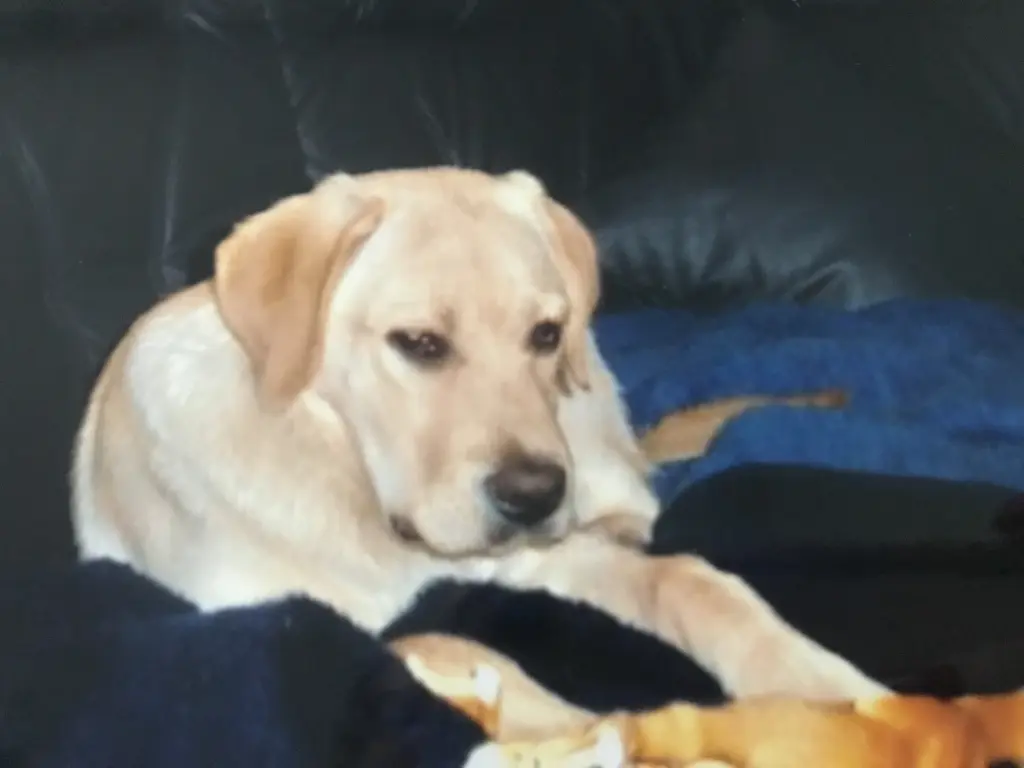 Condolence image of Elzbieta mit Max im Herzen 