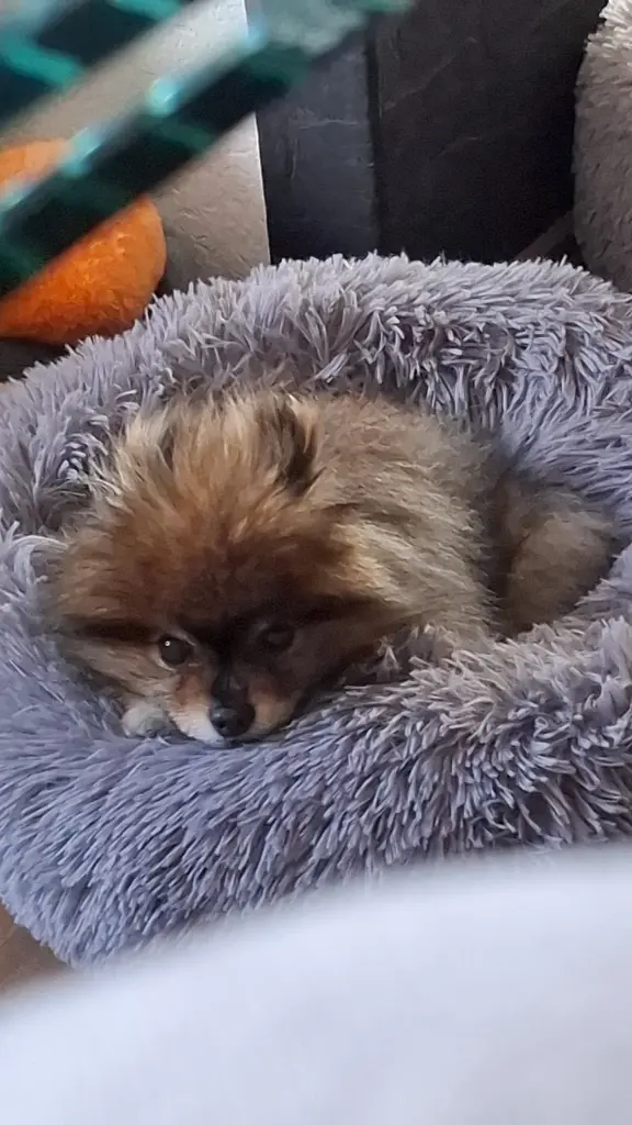 Condolence image of Tanja