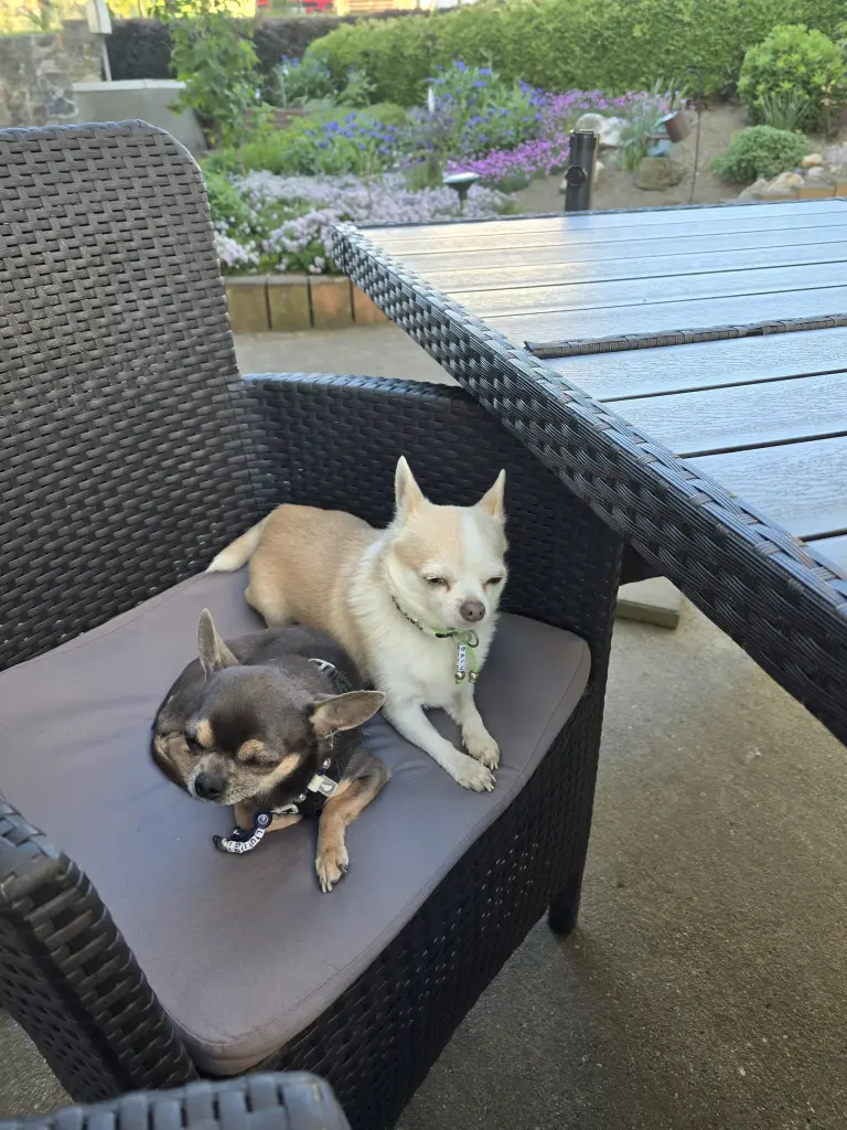Image from Balu