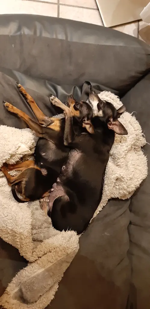 Sheilo und ihre Mama