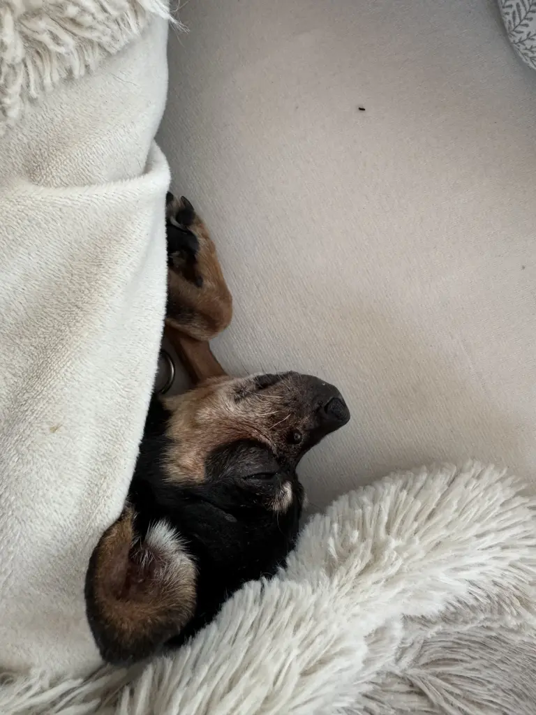 Image from Sheilo