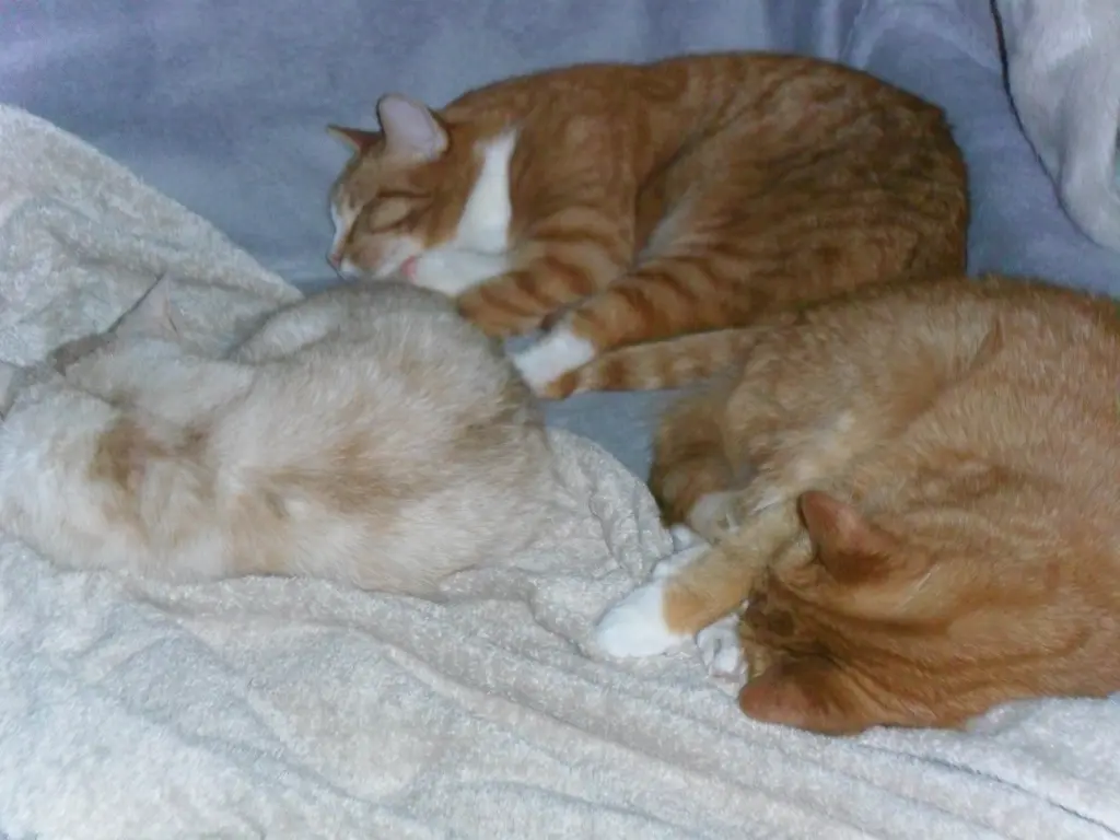 Andachtsbild von Beate mit Elvis im Herzen ❤