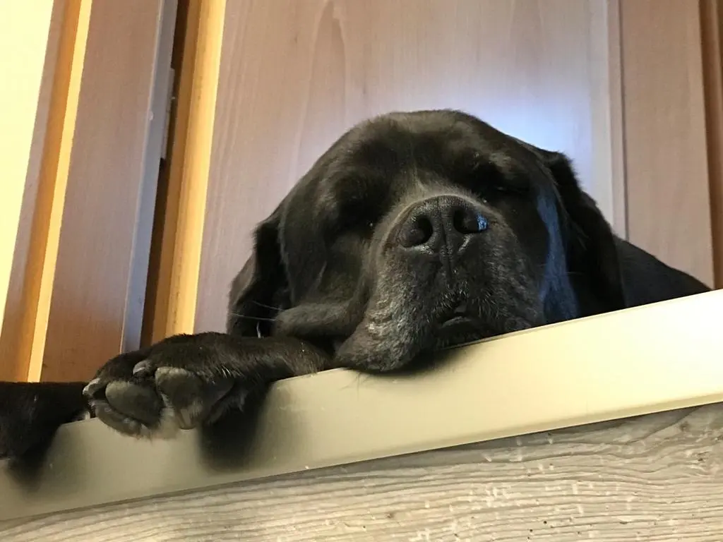 Andachtsbild von Regina mit Balu im 💓