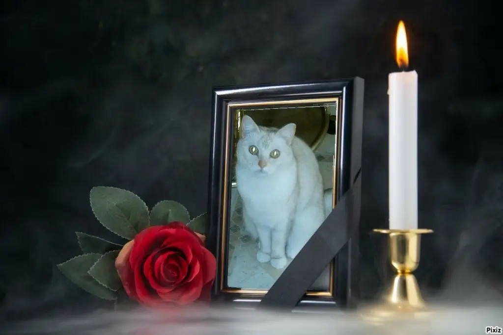 Andachtsbild von Tanja mit Timmy im 💘🐈🐾