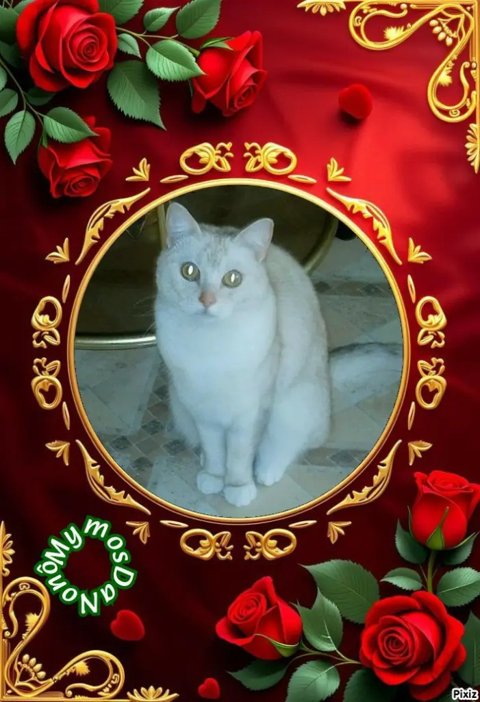 Andachtsbild von Tanja mit Timmy im 💘🐈🐾