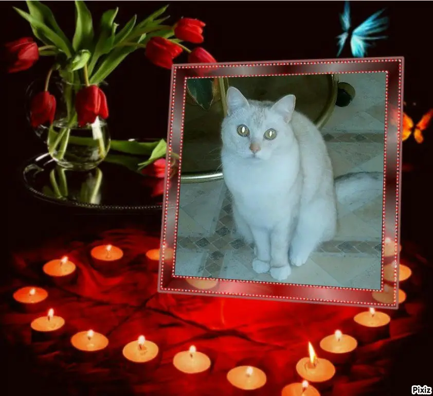 Andachtsbild von Tanja mit Timmy im 💘🐈🐾